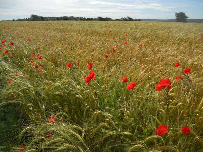 Idée de vacances à vélo dans les Hauts-de-France écotourisme vert itinérance douce