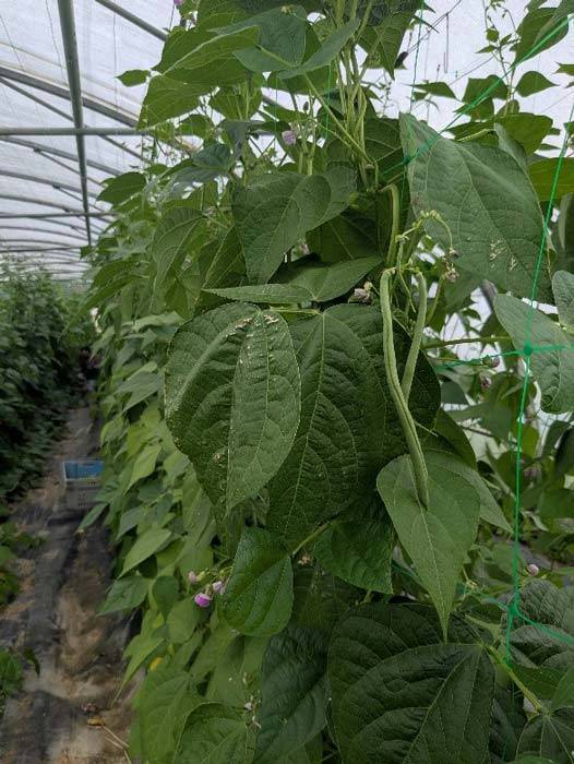 Ferme des Rangs d'Oignons maraichage agriculture biologique produits locaux