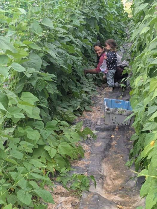produits locaux Loire Atlantique Ferme des Rangs d'Oignons Haricots