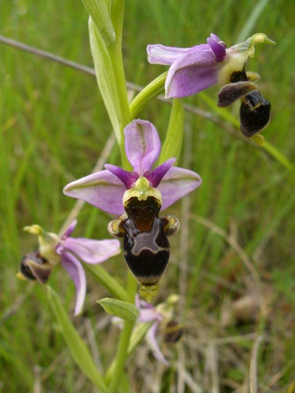 orchis biodiversité au jardin conseils vacances nature en famille