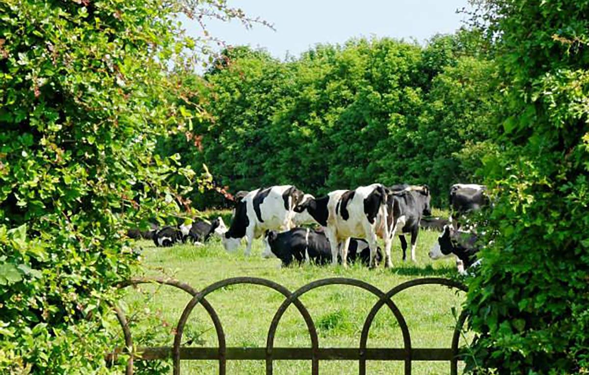 Vaches en herbage agriculture biologique situation danger 2023
