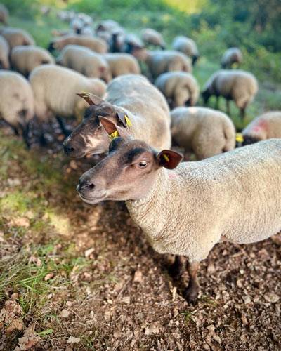visite de ferme en faille animaux brebis Orne Normandie Agritourisme