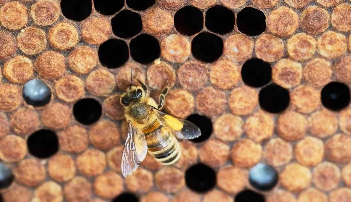 Abeille apiculture visite ferme vacances en famille agritourisme écologique
