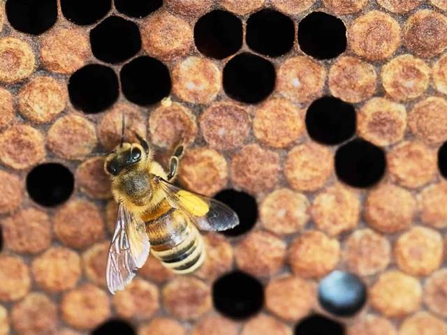 Abeille apiculture visite ferme vacances en famille agritourisme écologique