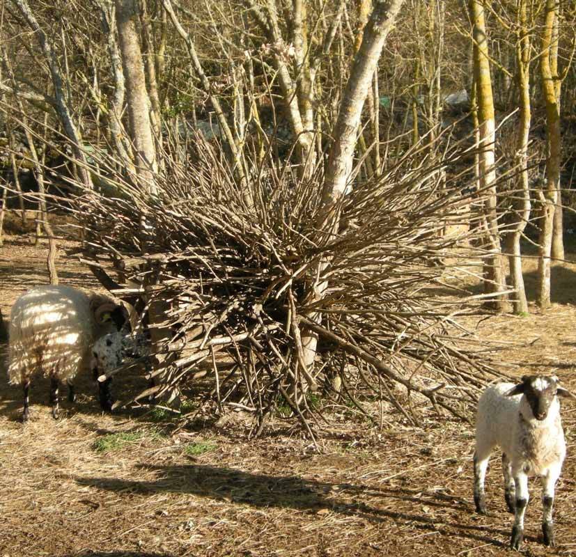 Aménager parcelle brebis gestes paysans pour maintenir la biodiversité au jardin