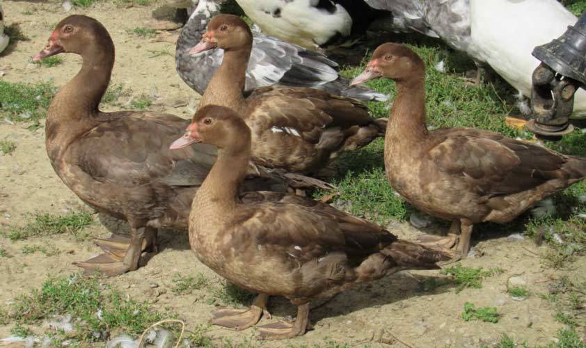 Vente de produits locaux fermier viande oeufs en agriculture biologique dans les hauts de France et le Pas de Calais