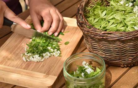 stage cuisine sauvage cueillette plates comestibles recettes herboristerie plantes médicinales agritourisme ecotourisme