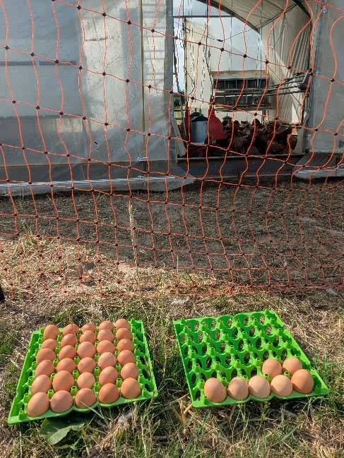 Produits locaux oeufs bio agriculture biologique Loire Atlantique Ferme les Rangs d'Oignons