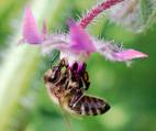 abeille fleur biosdiversite miellerie production locale