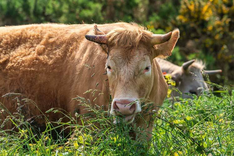 Agriculture biologique trouver des produits locaux de qualité en région Hauts-de-France Pas de Calais