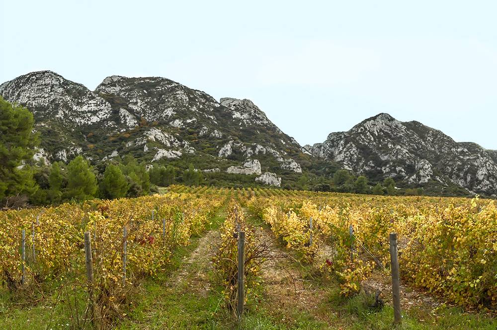 Idées de circuits de randonnée dans les Alpilles en Provance