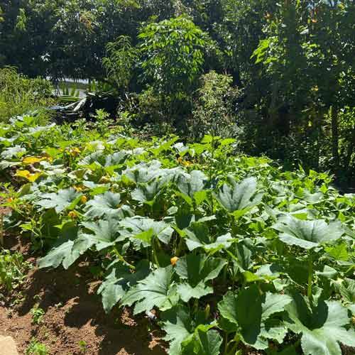 Voayager en Afrique à Madagascar en agritourisme hébergement dans les fermes