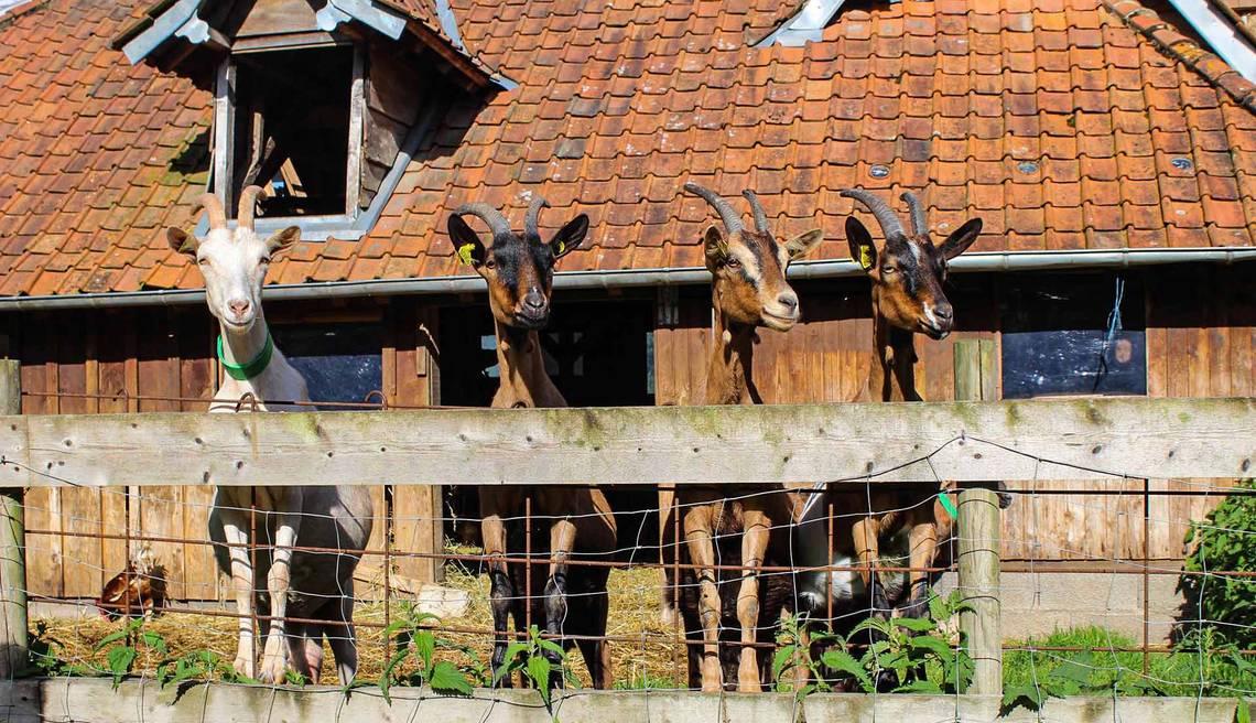 visite vacances à la ferme agritourisme écotourisme agenda événement Pas de Calais juin 2025 famille