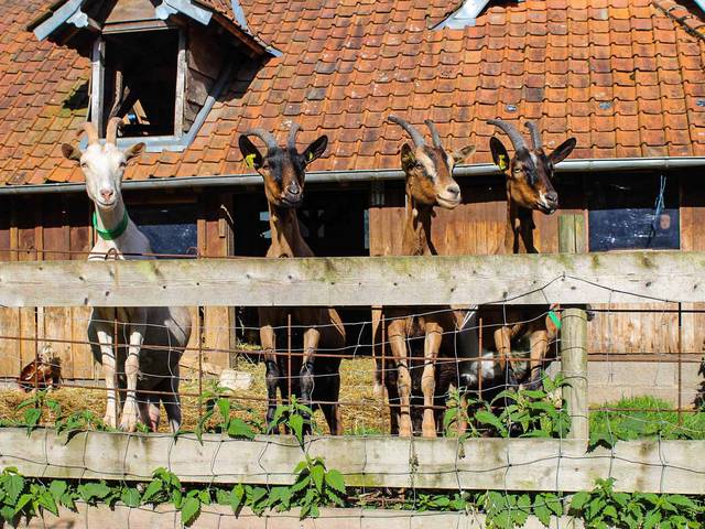 visite vacances à la ferme agritourisme écotourisme agenda événement Pas de Calais juin 2025 famille