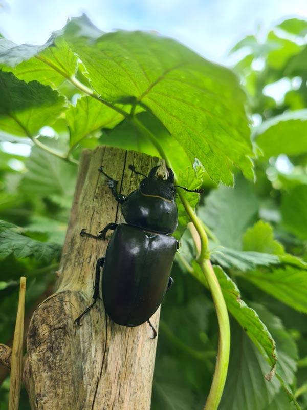 insectes jardin biodiversité conseils paysans protéger la nature écotourisme