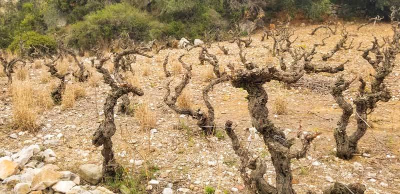 Vacances à la ferme en gîte en Occitanie, trouver des produits locaux agritourisme vigneron vin grenat