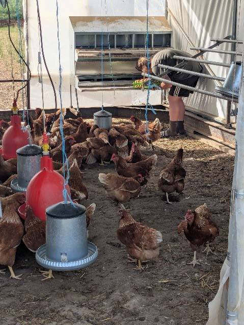 Oeufs bio Production locale Loire Atlantique produits paysans
