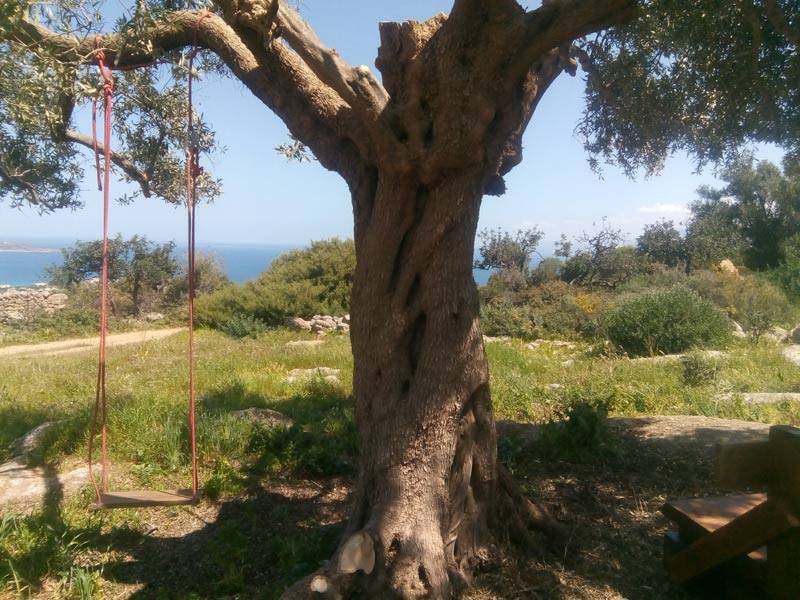 Gîte rural Limni en Crète Grèce voyage écoresponsable agritourisme vue arbre