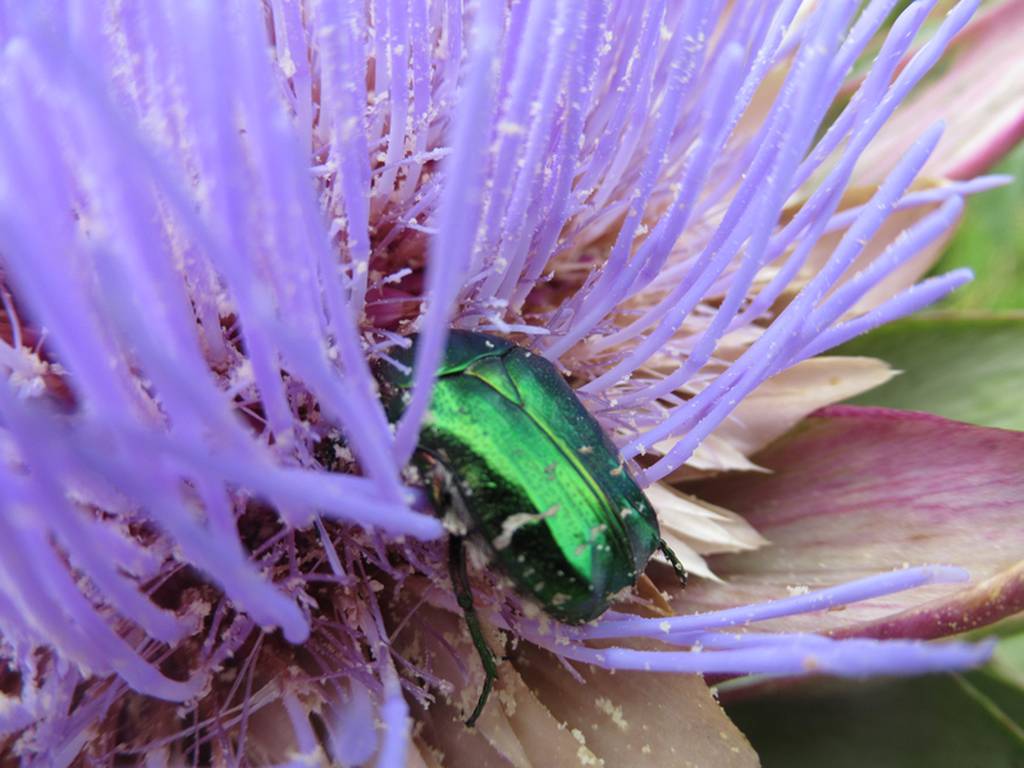 Accueil Paysan préservation biodiversité agriculture paysanne durable agroécologie insectes pollinisateurs