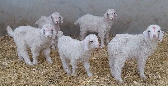 visite ferme activité famille nord cabris chèvres angora agritourisme Nat'mohair