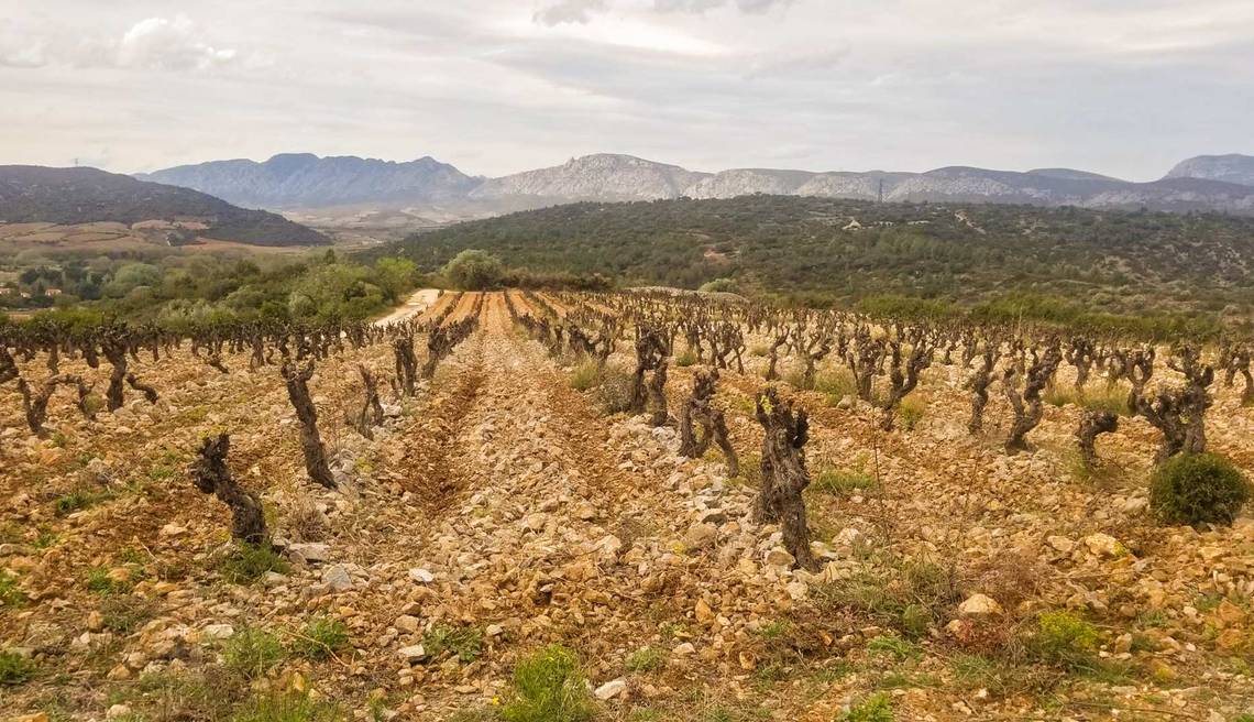 vacances à la ferme en Occitanie agritourisme vigneron grenache produits locaux