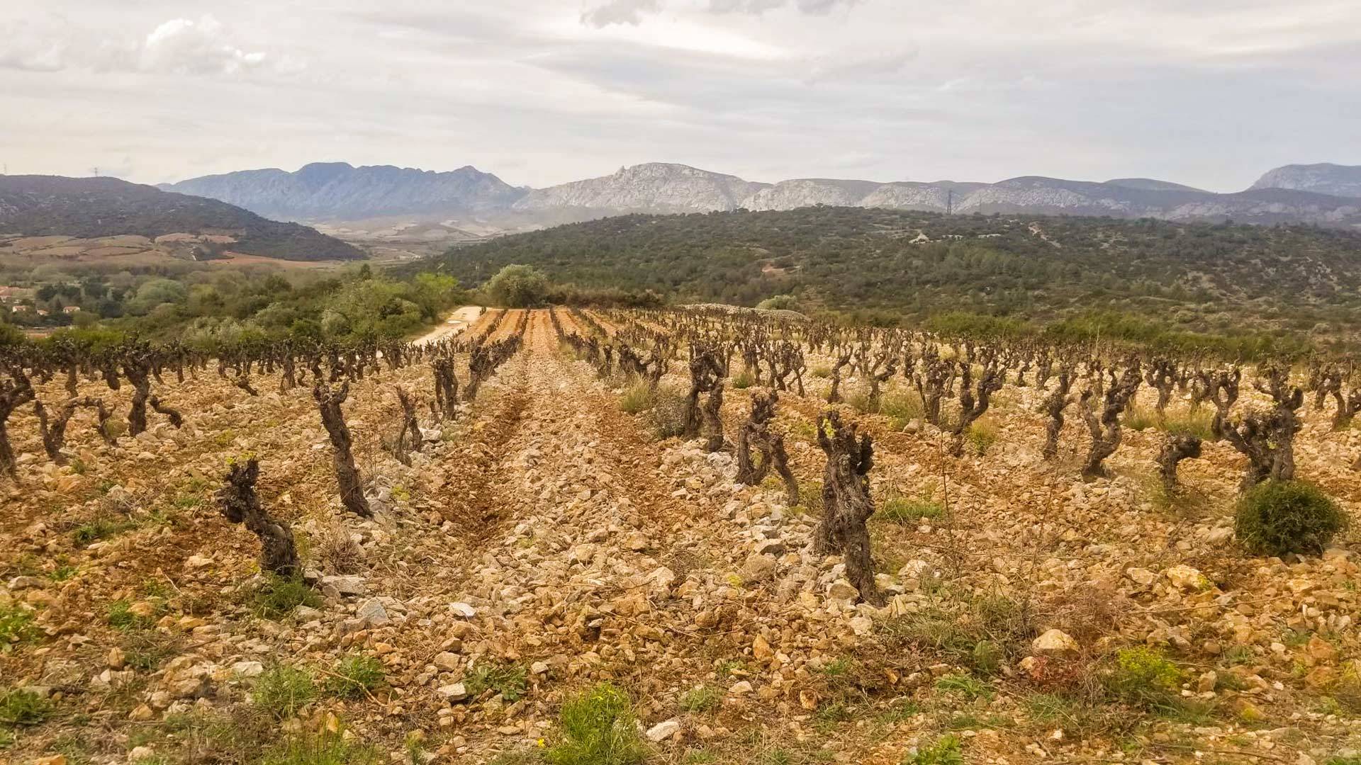 vacances à la ferme en Occitanie agritourisme vigneron grenache produits locaux