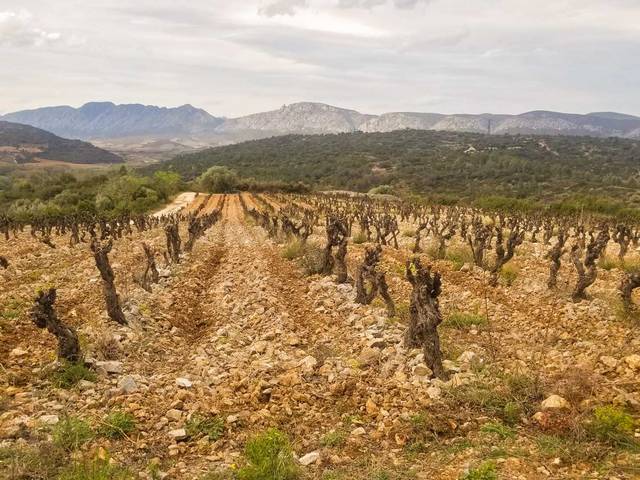 vacances à la ferme en Occitanie agritourisme vigneron grenache produits locaux