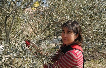 Vacances à la ferme en Provence Méditerranée découverte famille culture oliveraies producteur local huile d'olive écotourisme agritourisme
