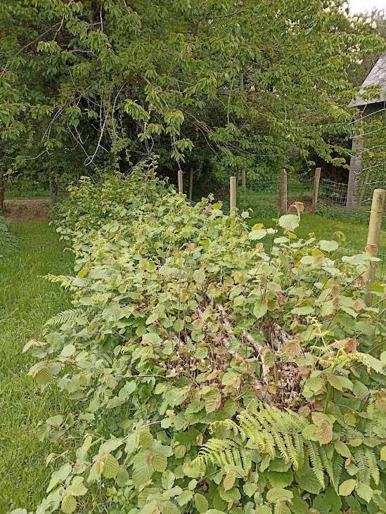 Conseils paysans et idées entretien jardin culture et savoir faire haie et palissade