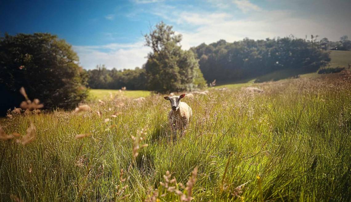 auberge paysanne visite de ferme produits locaux vente directe Orne Normandie Agritourisme