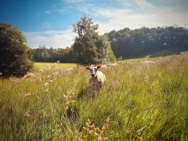 auberge paysanne visite de ferme produits locaux vente directe Orne Normandie Agritourisme