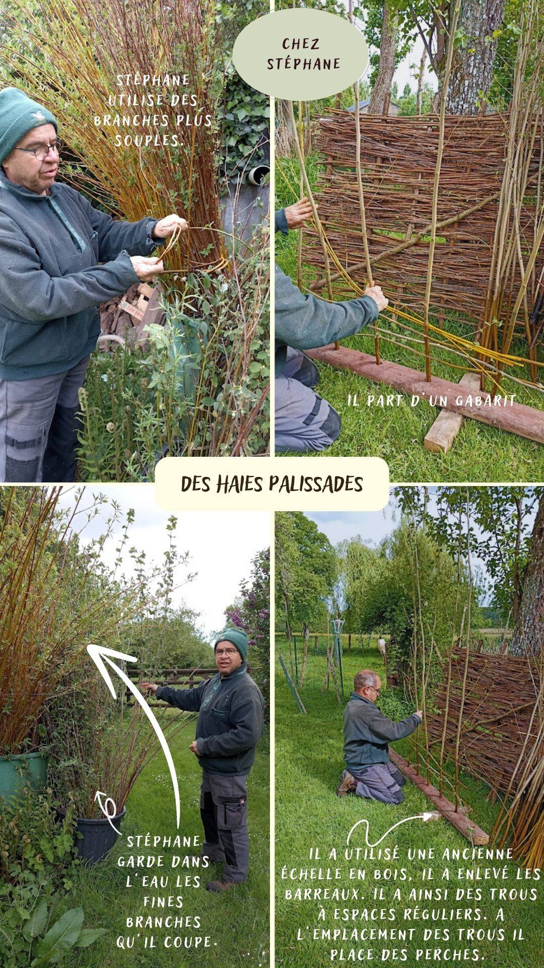 Conseils paysans et idées entretien jardin culture et savoir faire haie et palissade