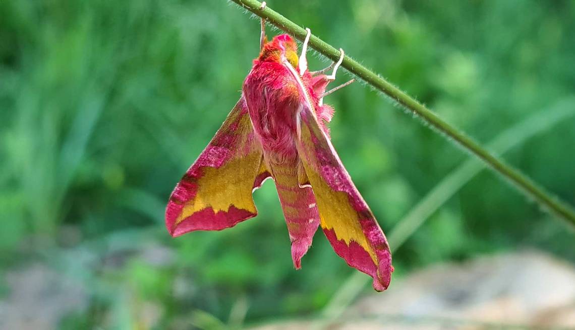 papillon biodiversité au jardin vacances nature à la ferme en famille