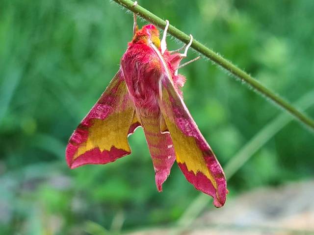 papillon biodiversité au jardin vacances nature à la ferme en famille
