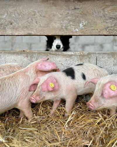 visite de ferme en faille animaux cochons Orne Normandie Agritourisme