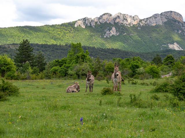 Randonnée dans la Drôme provencale itinérance douce marche sentier pédestre écotourisme agritourisme tourisme durable responsable
