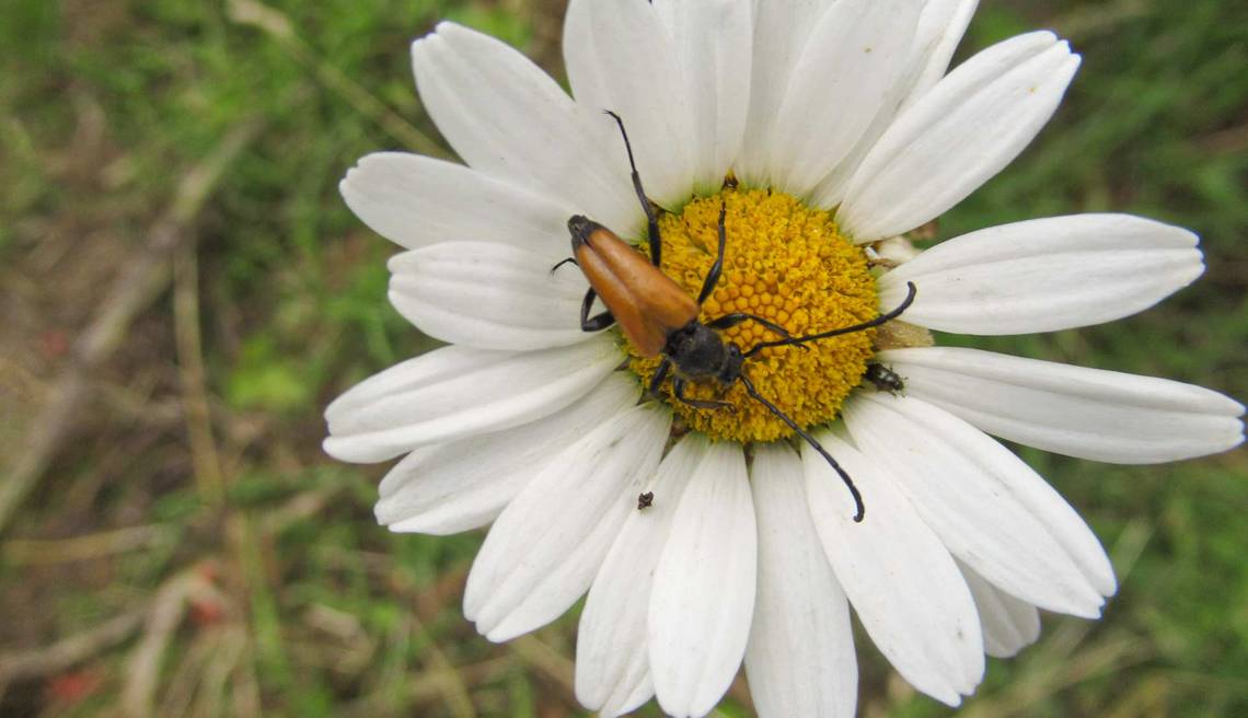Accueil Paysan préservation biodiversité agriculture paysanne durable agroécologie  insectes pollinisateurs