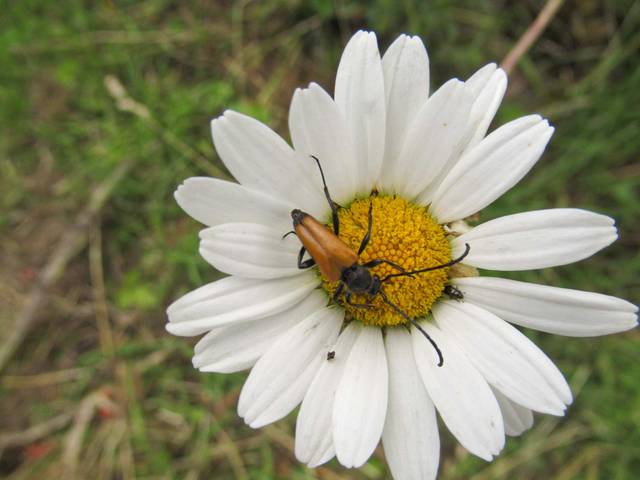 Accueil Paysan préservation biodiversité agriculture paysanne durable agroécologie  insectes pollinisateurs