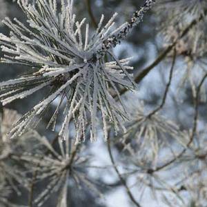 Photo de portrait de Véronique Tirlemont