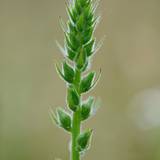 Photo de portrait de Flavia