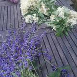 Portrait photo of BALLION ELODIE