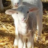 Photo de portrait de Paul le roux