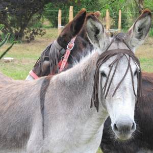Photo de portrait de Ladina BEGNI et Rémi de TAILLANDIER