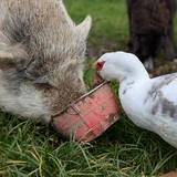 Photo de portrait de Le rucher ân'imé, Brice et Alexandra RIGOD