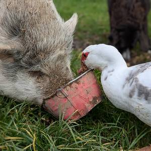 Photo de portrait de Le rucher ân'imé, Brice et Alexandra RIGOD