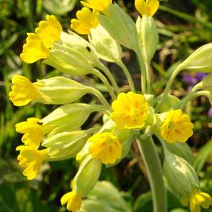 Portrait photo of Marie Poupon