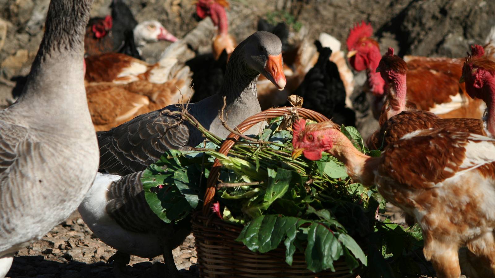  Tourist accommodation Auvergne-Rhône-Alpes Isère The Chickens