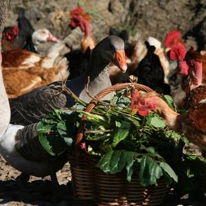 Photo of The Chickens