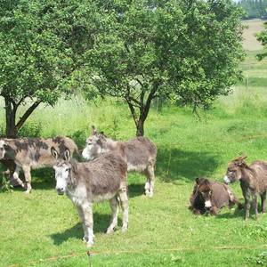 Photo de chambre du coq