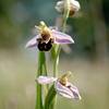 orchis abeille -  Chambre d’hôte Ferme du bois d'haut (Centre-Val de Loire, Indre)